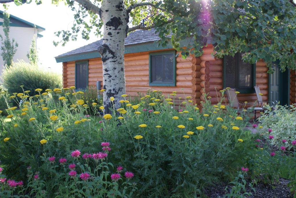 alpine wyoming cabin rentals Flying Saddle Resort
