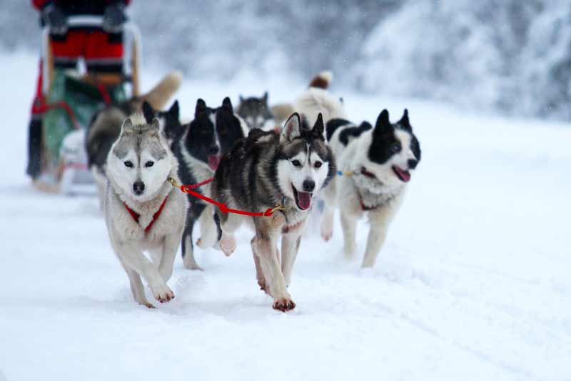 dog sledding jackson hole adventures