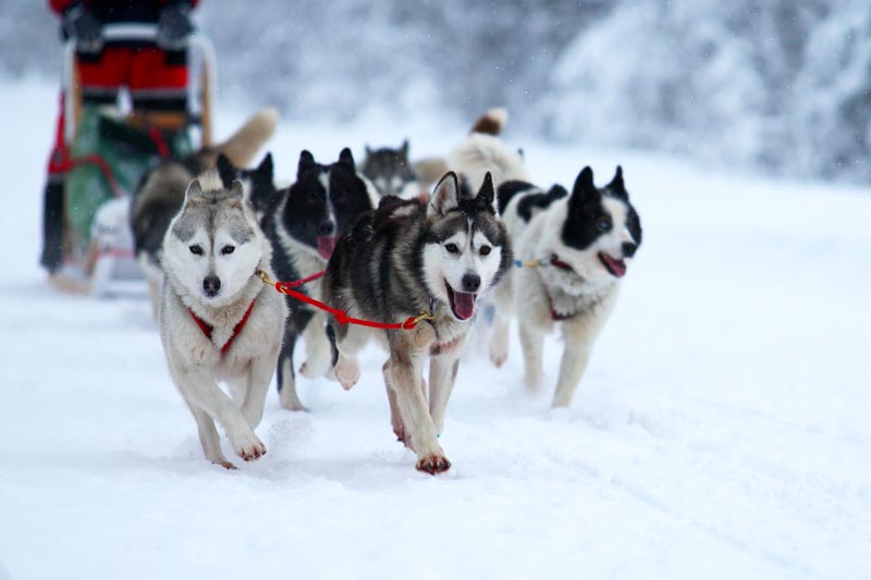 dog sledding snowmobiling in wyoming