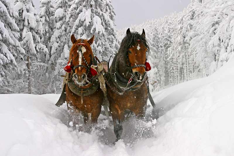 sleigh rides jackson hole activities